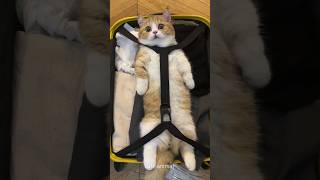 Funny Cat In A Suitcase The Ultimate Stare Down