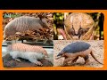 LOS ARMADILLOS: Mamíferos acorazados.