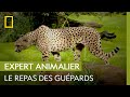 Les guépards | UNE SAISON AU ZOO