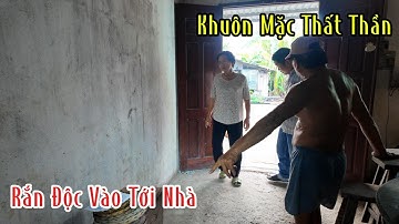 Cấn Đước ; Long An : 2 Ông Bà Lo Sợ Vì Rắn Hổ Mang Nó Nằm Ở  Trong Nhà | Mười Thương Săn Bắt