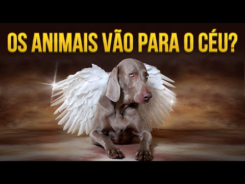 Vídeo: Os Animais De Estimação Vão Para O Céu?
