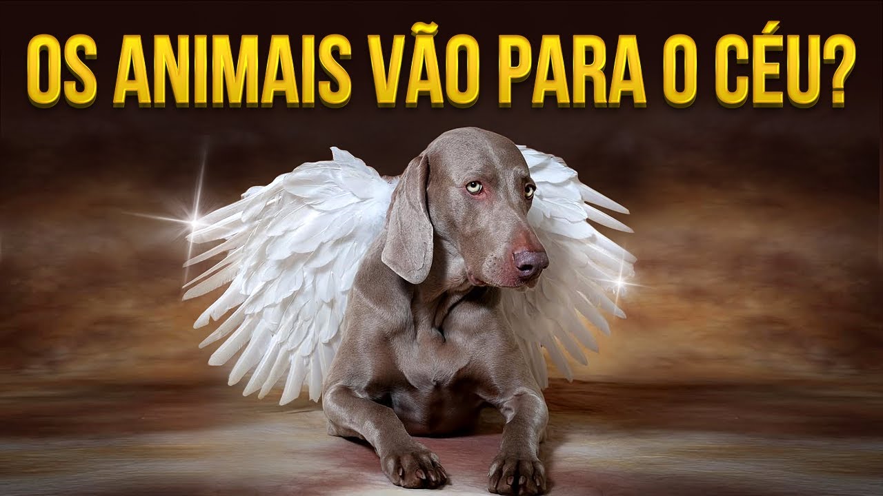 ANIMAIS DE ESTIMAÇÃO VÃO PARA O CÉU? BICHOS TÊM ALMA?