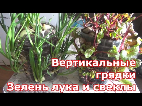 Вертикальные грядки для огорода на подоконнике. Выгонка зелени лука и свеклы