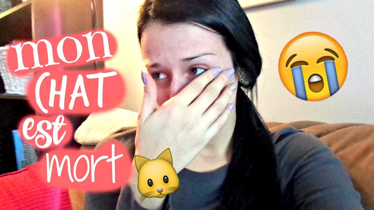 Mon Chat Est Mort Youtube
