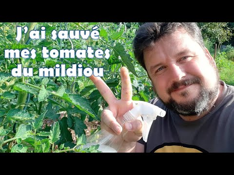 Vidéo: Le mildiou des plants de tomates - Pouvez-vous manger des tomates atteintes de mildiou