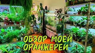 ОБЗОР МОЕЙ КОЛЛЕКЦИИ растений
