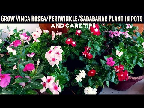 Video: Small Periwinkle (24 Photos): Description Of Atropurpurea, Aureovariety And Other Forms. Planting And Care In The Open Field