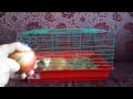 Морская свинка просит яблоко / Guinea pig asks apple