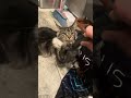 Maine Coon hair brush