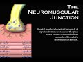 The Neuromuscular Junction