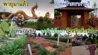 สุดใจหาย!ปลดป้ายนาคาบุรี ป้าวิ่งหนีใคร?ขุดต้นไม้ออก หนอนอะไรกินต้นไม้!?