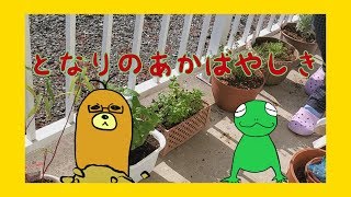 【ハーブ苗】ベランダでハーブを育てるぞ！【鉢植え】