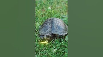 Why Slow and Steady Wins the Race of Life:  The Turtle
