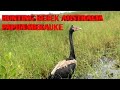 HUNTING BEBEK AUSTRALIA Di PAPUA MERAUKE