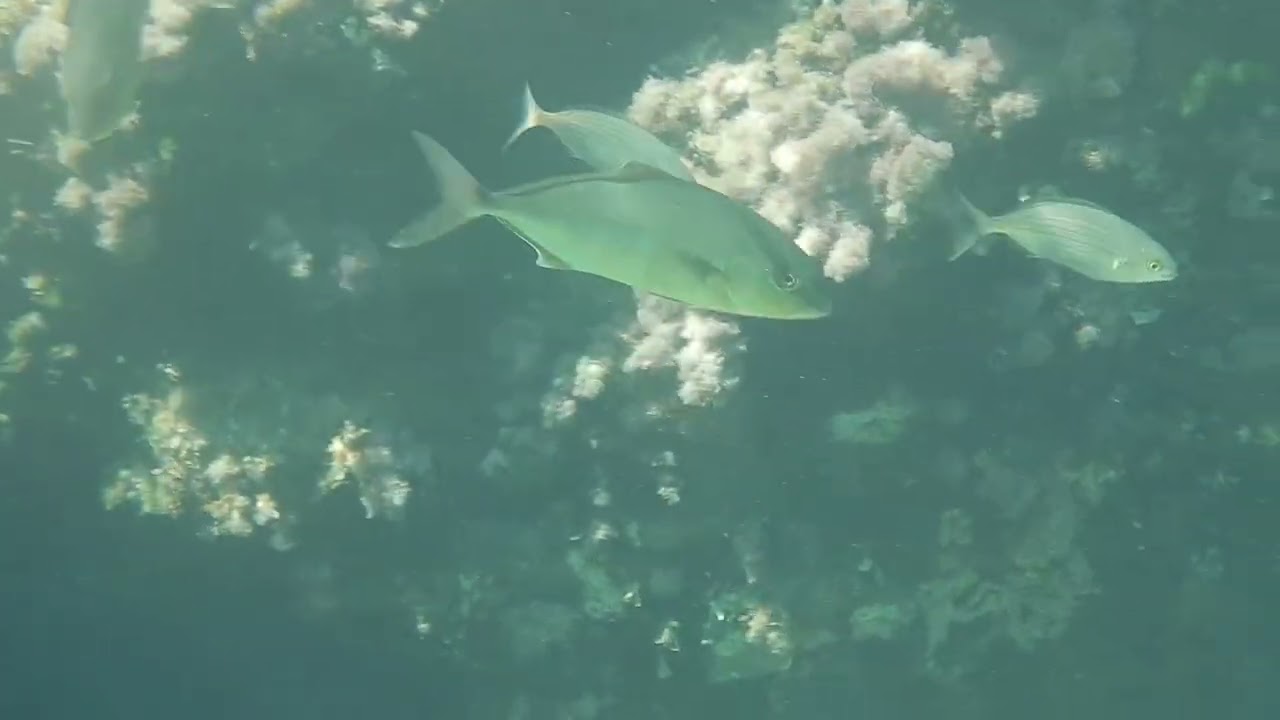 Μαγιάτικο (Seriola dumerili) | Mourtias (Pelion) | 11.09.2026