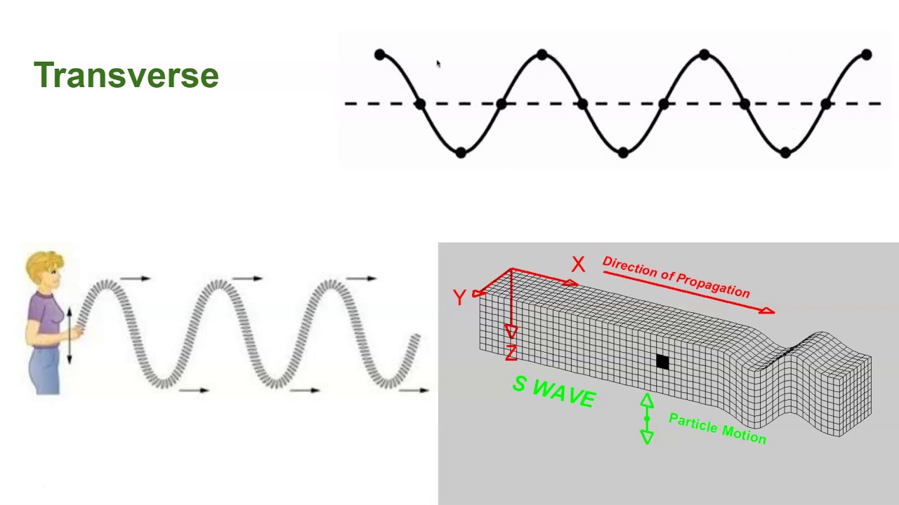 Examples of transverse Waves. Types of Waves.