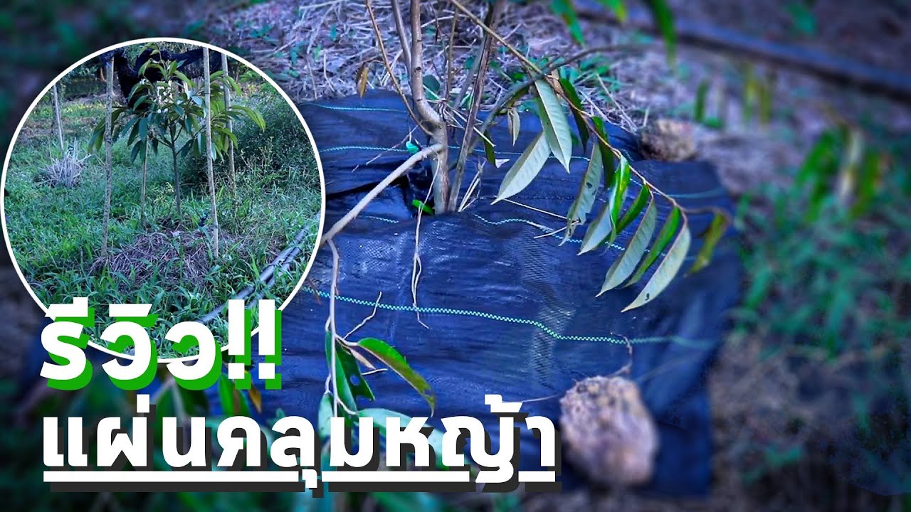 รีวิวพลาสติกคลุมหญ้า ดูคลิปนี้ให้จบก่อนตัดสินใจซื้อ