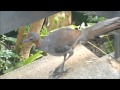 Superb Lyrebird at my doorstep