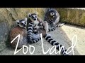 Zoo land v slovenskih konjicah   ivalski svet starodavnih kultur sredi osupljive dungle