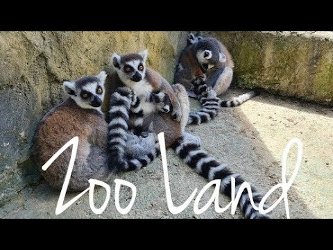 Video: Safari West Animal Park: Več kot živalski vrt