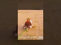 ابي اتونس دامني فوقها حي ترند السعودية السعودية تصميم تيك توك ترند اشتراك