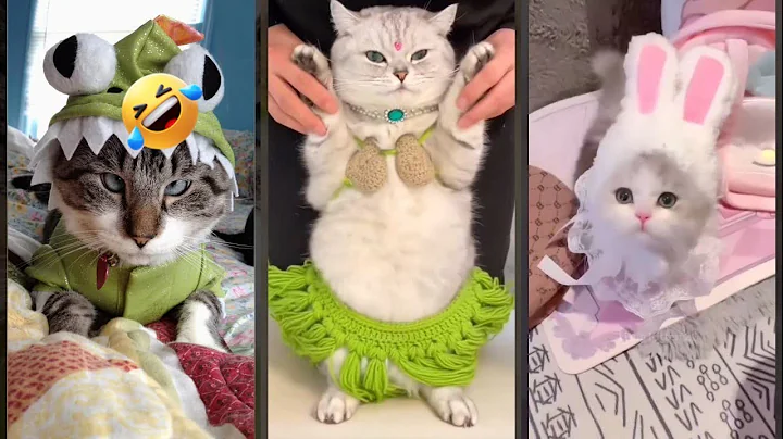 Video 11778501: laugh cats dogs funny, cat funny animal gaming, cat lovers