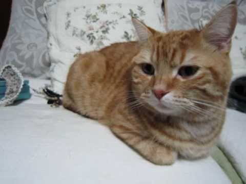 おれ、ねこ　　レオver