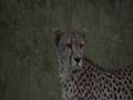 Big Cats - Cheetah