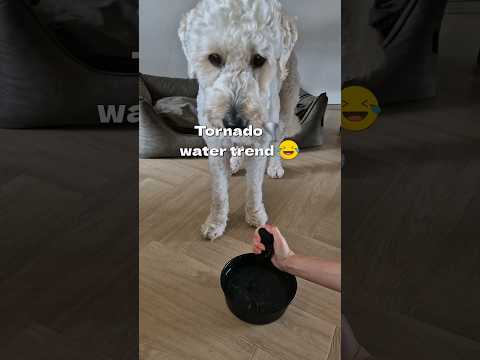 I cant believe it worked.. 🌪 #tornadowatertrend #dog #trend #funny