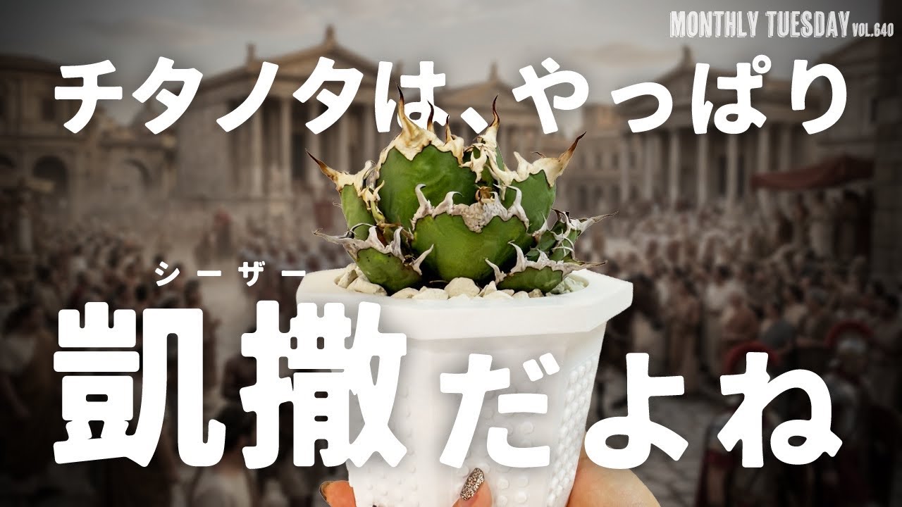 Popular Agave Species Series] The best Agave Titanota is