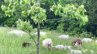 Parasite resistant sheep are king on building a profitable grazing operation.