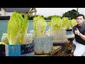 The Secret To Growing Cabbage Is Easy, The Corn Is Super Big And Quick To Harvest