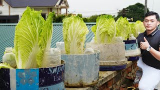 The Secret To Growing Cabbage Is Easy, The Corn Is Super Big And Quick To Harvest