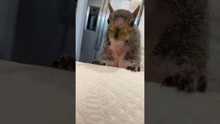 “Did I get it?” 🍓 #littlethumbelinagirl #squirrel #raspberry #cuteanimals #bestfriend #shorts