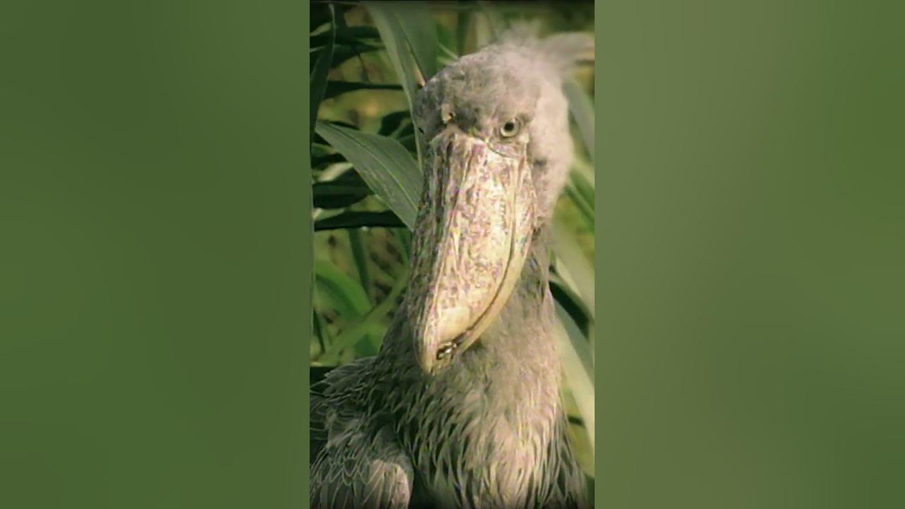 what-do-shoebills-eat-shorts-youtube