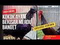 3 Suara Ayam Bekisar Merdu | Anda PILIH MANA?