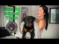 How to Kennel Train Rottweiler puppy
