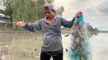 CÁ DÍNH ĐẦY LƯỚI • Ông 6 Thả Lưới Trúng Đậm Bầy Cá Rô Đồng | Bông Lúa Đồng Tháp