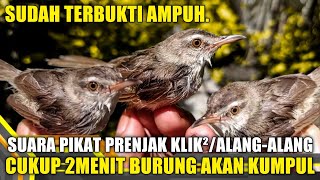 SUARA PIKAT PRENJAK KLIK, PRENJAK ALANG-ALANG PALING AMPUH