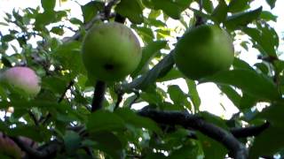 Apple Trees
Talking about free food found in your backyard
Its good to have a apple tree! Apple Trees