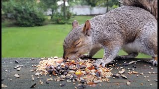 Squirrel vs hot sauce