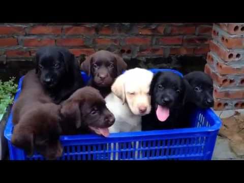 Tùng Lộc Pet - Bán đàn chó Labrador 3 màu: Đen, Vàng, Nâu socola