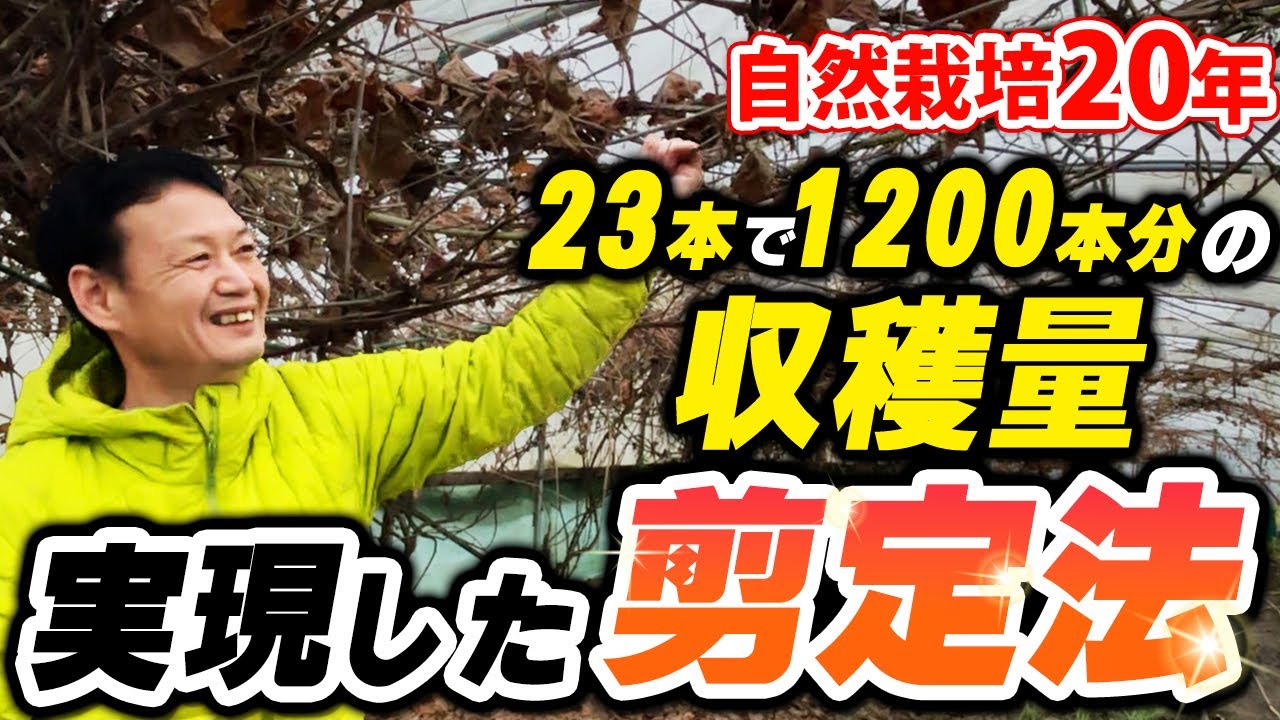 【自然栽培266】収穫量50倍の剪定法実演！ブドウとリンゴ大収穫！