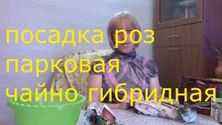 видео Чайно-гибридные розы : Саженцы розы сорт Кронос