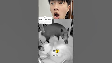 Wat doet het zwijn? 🐗