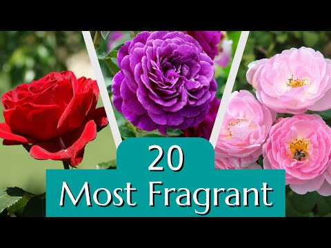 Video: Smaržīgas rožu šķirnes - labi smaržojošu rožu izvēle