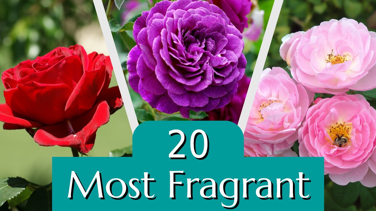 22 of Our Favorite Fragrant Roses