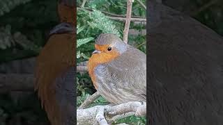 My Little Garden Robin -- Singing Softly (natural Autumn sounds) --- Closeups My Little Garden Robin -- Singing Softly (natural Autumn sounds) --- Closeups