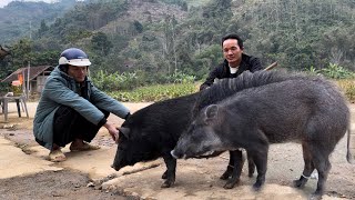 Selling black pigs and shopping for wild boars to celebrate Tet , vang hoa
