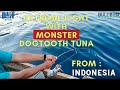 Fishing monster dog tuna  bs monster iguana pancing ikan laut dalam mancing mania  fishing trip